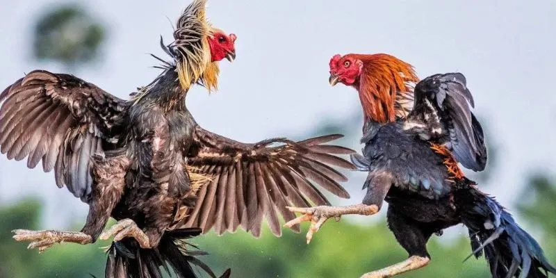 Thể lực thí sinh đá gà cựa dao với cú knock out trong chớp mắt!